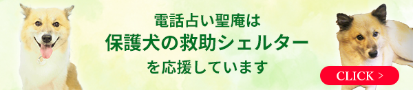 電話占い聖庵は保護犬の救助シェルターを応援しています
